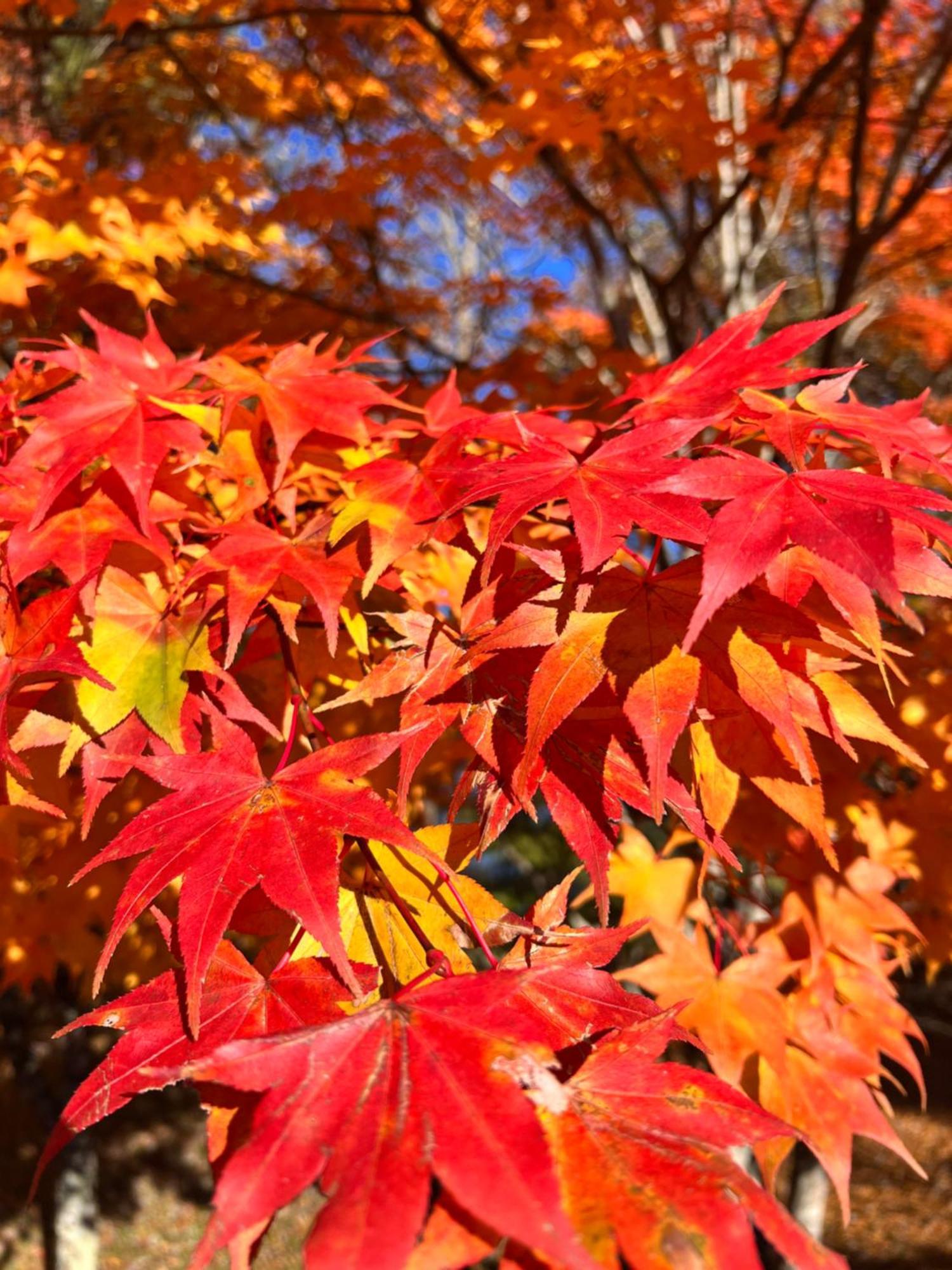 ホテル 菜食の宿 ジャムー 山中湖村 エクステリア 写真